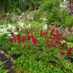 Astilbe röd 26 juli 2023