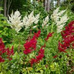 Vit och röd Astilbe 1 augusti