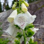 Fingerborgsblomma vit 1 augusti