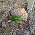 Scilla