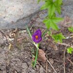 Krokus 5 maj