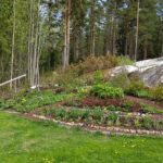 Stora planteringen 25 maj