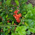 Liten Rosenkvitten 8 juni 2025