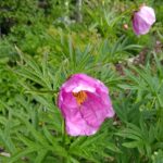 Rosenpion 11 juni 2025