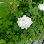 Louise Bugnet 29 juni