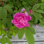 Therese Bugnet 29 juni