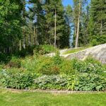 Stora planteringen 6 juli