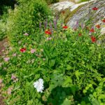 Rosenspirea – Vit Myskmalva – Lila Fackelblomster – Höstsolbrud 23 juli