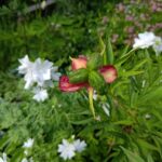 Rosenpion med frökapslar 24 juli