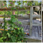 Björnbärshallon med sina 'väktare' 2 augusti