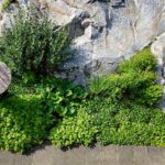 Stubbebordets plantering 7 augusti