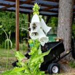 Fingerbrorgblomma (Digitalis) 9 augusti