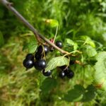 Svarta vinbär 9 augusti