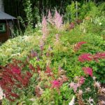 Astilbe 18 augusti