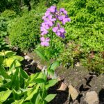 Nattviol 13 juni