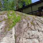 Vildvinet 13 juni