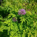 Allium 13 juni